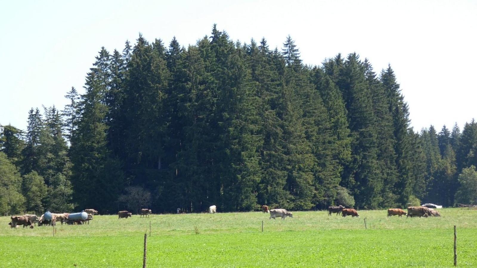 Ferienwohnung Nr 5, Lechbruck-Gründl, Allgäu Prem Exterior foto